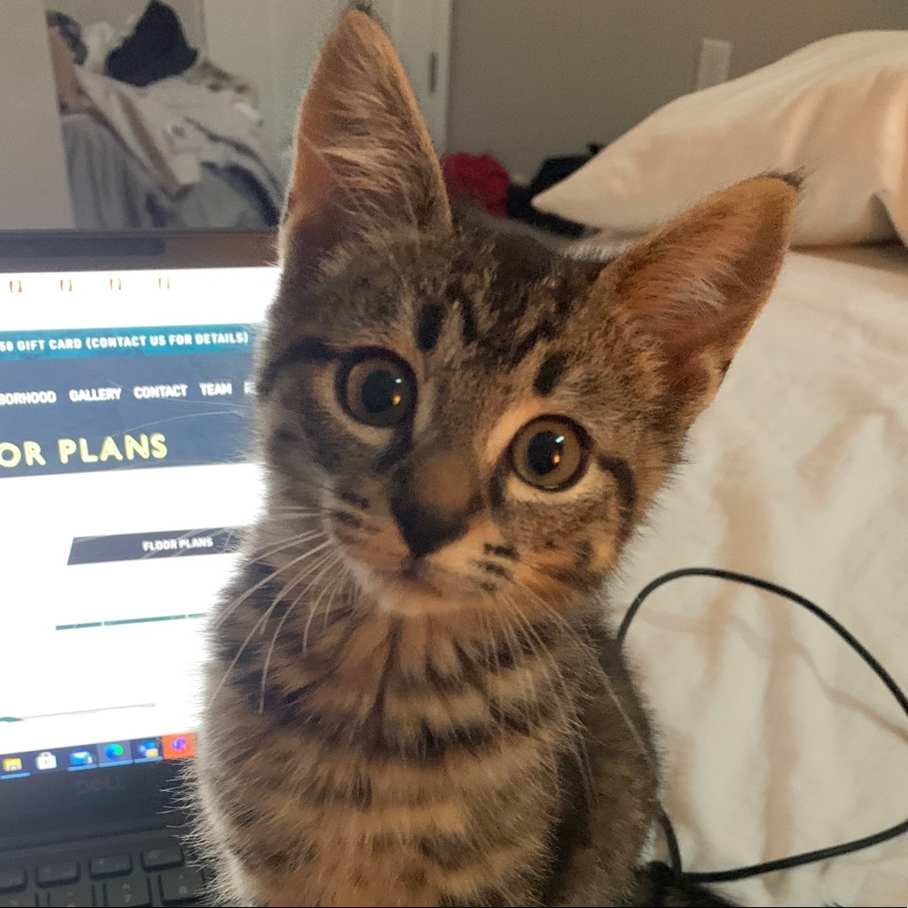 Meet your Posher, Maddie
